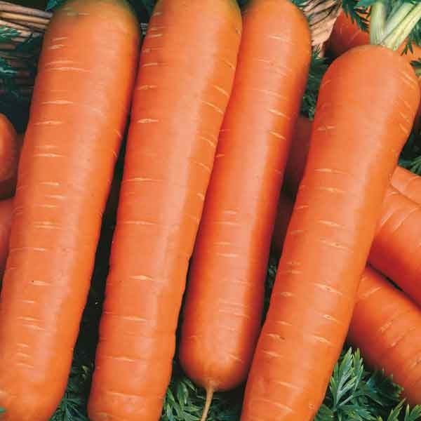 Unwins Little Growers Carrot Nantes 2 Seeds 2 Unwins Little Growers Carrot Nantes 2 Seeds - Image 2