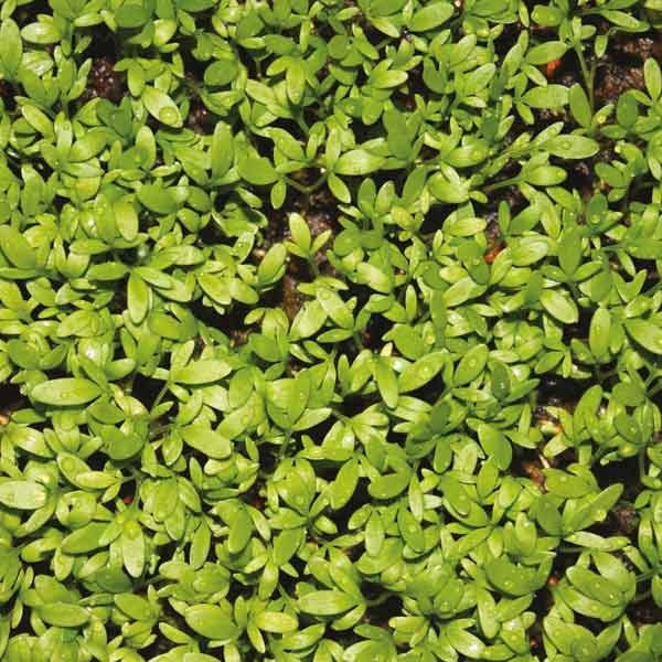 Unwins Little Growers Cress Curly Top Seeds 2 Unwins Little Growers Cress Curly Top Seeds - Image 2