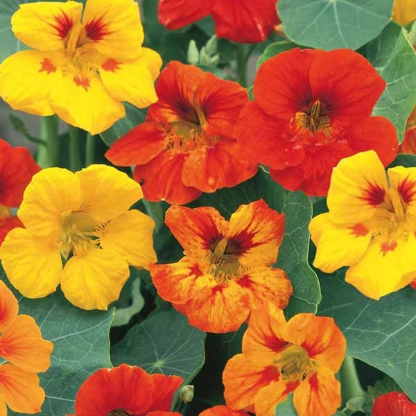 Unwins Little Growers Nasturtium Jeepers Creepers Seeds 2 Unwins Little Growers Nasturtium Jeepers Creepers Seeds - Image 2