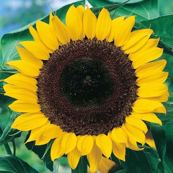 Unwins Little Growers Sunflower Sunshine Giant Seeds 2 Unwins Little Growers Sunflower Sunshine Giant Seeds - Image 2