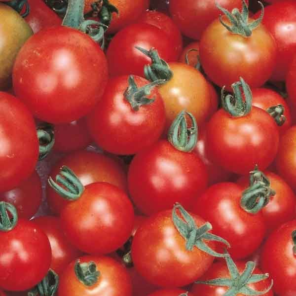 Unwins Little Growers Tomato Cherry Sweet Million Seeds 2 Unwins Little Growers Tomato Cherry Sweet Million Seeds - Image 2