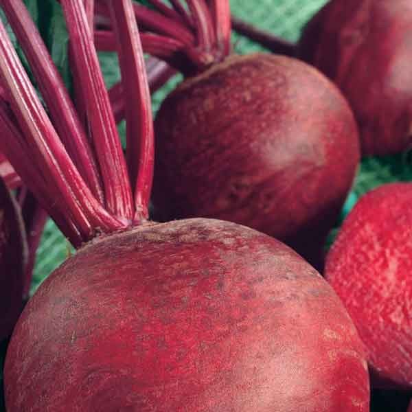 Unwins Beetroot Detroit 2 Organic Seeds 2 Unwins Beetroot Detroit 2 Organic Seeds - Image 2