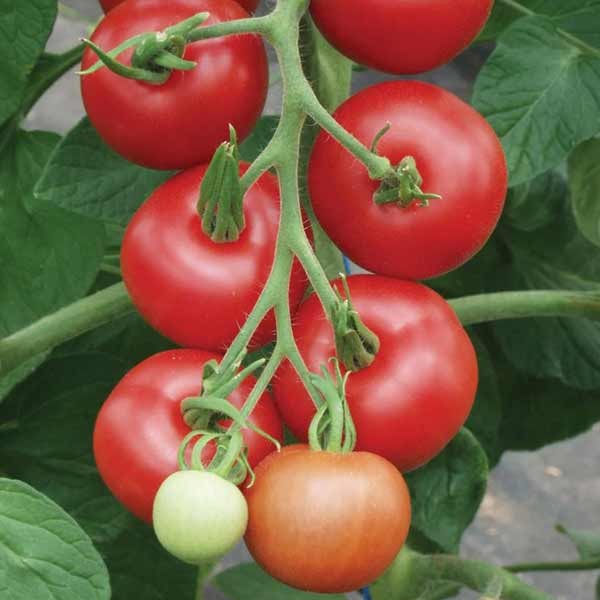 Unwins Tomato Matina Organic Seeds 2 Unwins Tomato Matina Organic Seeds - Image 2