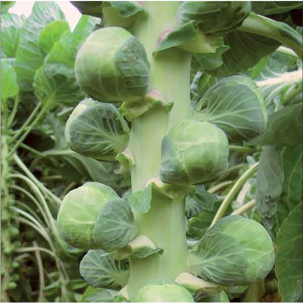 Unwins Brussels Sprout Nautic F1 Organic Seeds 2 Unwins Brussels Sprout Nautic F1 Organic Seeds - Image 2
