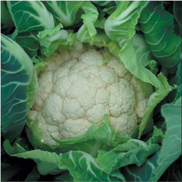 Unwins Cauliflower Medallion F1 Organic Seeds 2 Unwins Cauliflower Medallion F1 Organic Seeds - Image 2
