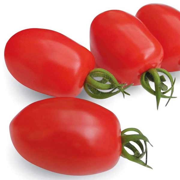 Unwins Tomato Monterrey F1 Organic Seeds 2 Unwins Tomato Monterrey F1 Organic Seeds - Image 2