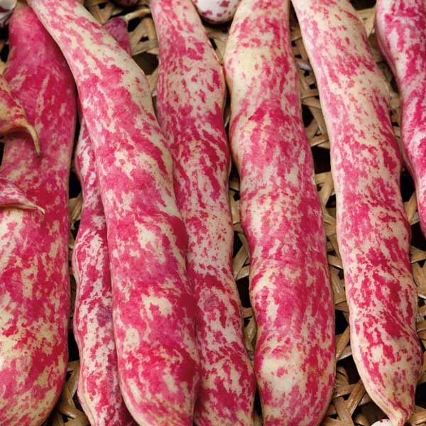 Unwins French Bean Dwarf Barlotta Lingua di Fuoco Nano 2 Unwins French Bean Dwarf Barlotta Lingua di Fuoco Nano - Image 2