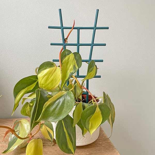 Growers Choice Indoor Plant Trellis Small 3 Pack 3 Growers Choice Indoor Plant Trellis Small 3 Pack - Image 3