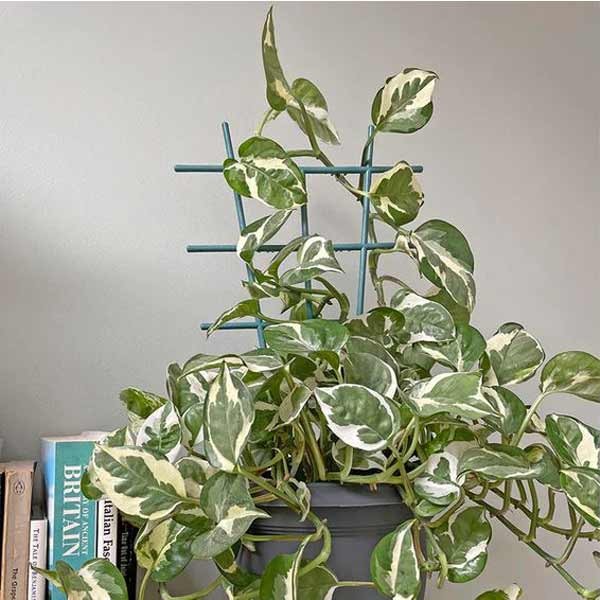 Growers Choice Indoor Plant Trellis Large 3 Pack 3 Growers Choice Indoor Plant Trellis Large 3 Pack - Image 3