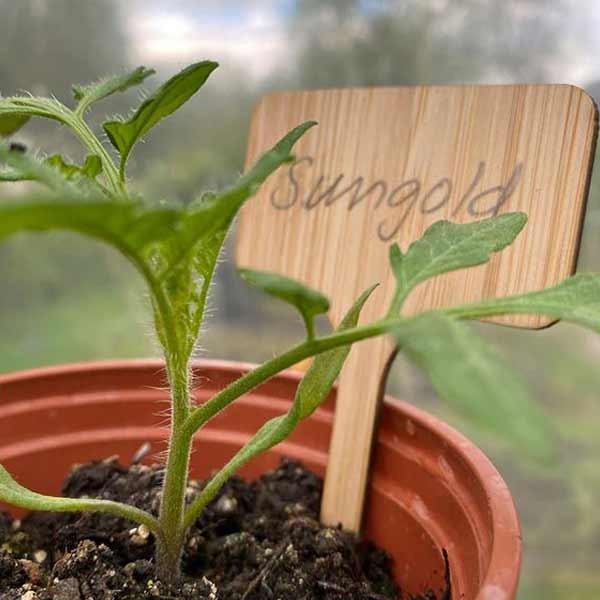 Growers Choice Bamboo Plant T- Shape Labels 10 Pack 3 Growers Choice Bamboo Plant T- Shape Labels 10 Pack - Image 3
