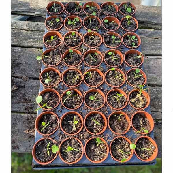 Growers Choice Seed & Cutting Pots 40 pack 2 Growers Choice Seed & Cutting Pots 40 pack - Image 2