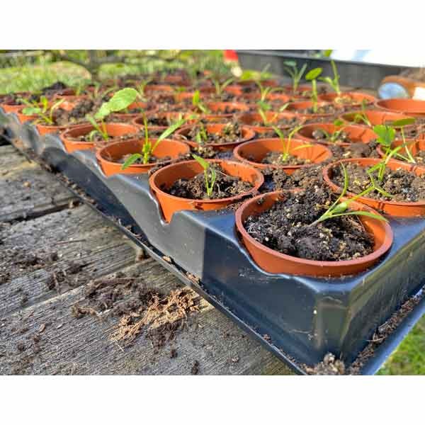 Growers Choice Seed & Cutting Pots 40 pack 3 Growers Choice Seed & Cutting Pots 40 pack - Image 3