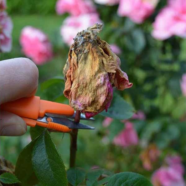 Growers Choice Snip It Deluxe Assorted Colours 3 Growers Choice Snip It Deluxe Assorted Colours - Image 3