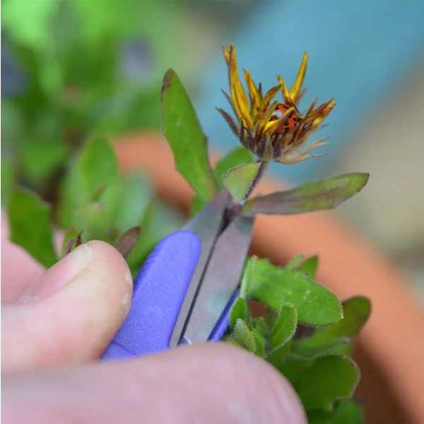 Growers Choice Snip It Deluxe Assorted Colours 6 Growers Choice Snip It Deluxe Assorted Colours - Image 6