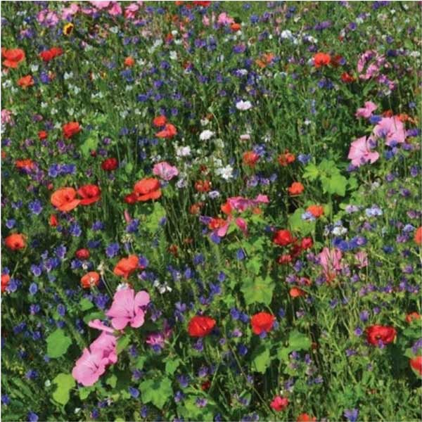 Unwins Nature's Haven Bee & Butterfly Mixed Annuals Seeds 2 Unwins Nature's Haven Bee & Butterfly Mixed Annuals Seeds - Image 2