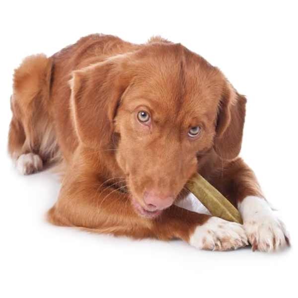 Yakers Yak Milk Chew Mint Medium Single Dog Treat 5 Yakers Yak Milk Chew Mint Medium Single Dog Treat - Image 5