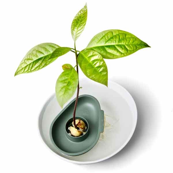 Elho Amazing Avocado Floater Leaf Green 11cm 3 Elho Amazing Avocado Floater Leaf Green 11cm - Image 3