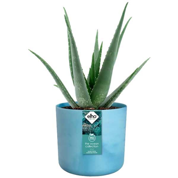 Elho The Ocean Collection Round Atlantic Blue 18cm Flower Pot 3 Elho The Ocean Collection Round Atlantic Blue 18cm Flower Pot - Image 3