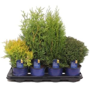 Cypress Mixed Species (Chamaecyparis spp.) Plant