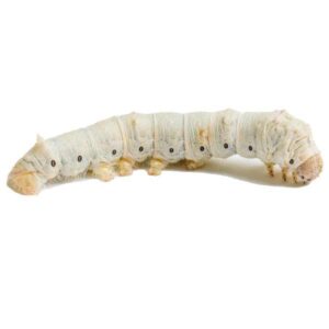 Home Delivery Silkworm Large Pre-Pack