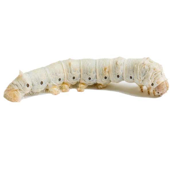 Home Delivery Silkworm Large Pre-Pack 1 Home Delivery Silkworm Large Pre-Pack