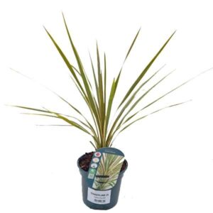 Torbay Dazzler Cabbage Palm (Cordyline australis)