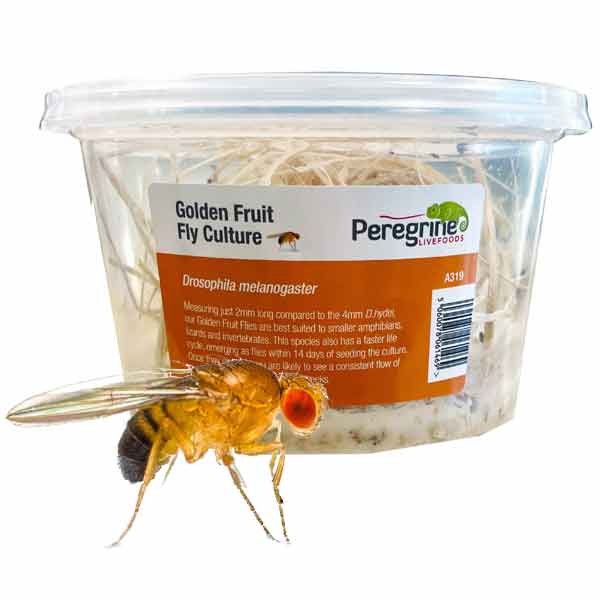 Instore Flightless Golden Fruit Fly Culture Pre-Pack 1 Instore Flightless Golden Fruit Fly Culture Pre-Pack