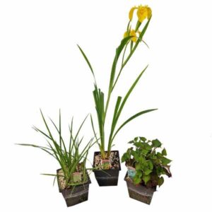 Waterplant Hex Mixed Marginal 2 Litre