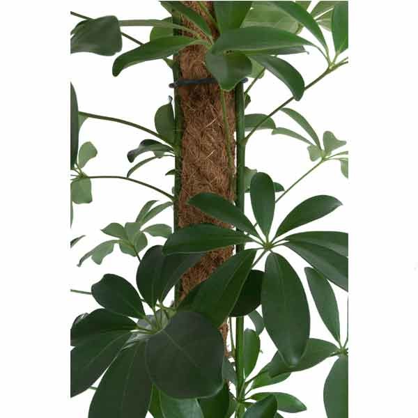 Growth Technology BetterGrow Coir Pole 120cm 2 Growth Technology BetterGrow Coir Pole 120cm - Image 2