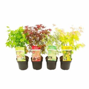 Acer Palm Various Colours 15cm Pot