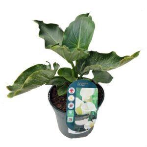 Calla Lily Little Egret (Zantedeschia Little Egret) 3 Litre Pot