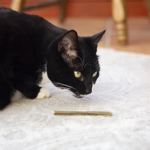 Rosewood Naturals Catnip Sticks Cat Toy 3 Rosewood Naturals Catnip Sticks Cat Toy - Image 3