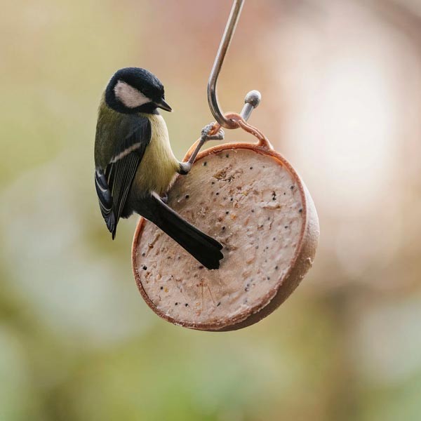 Peckish Natural Balance Coco-Not Wild Bird Feeder 4 Pack 2 Peckish Natural Balance Coco-Not Wild Bird Feeder 4 Pack - Image 2