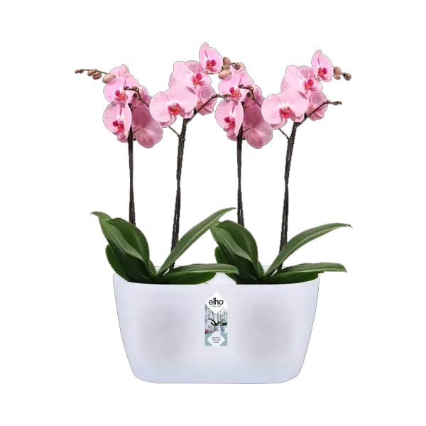 Elho Brussels Orchid Duo Transparent 25cm Flower Pot 2 Elho Brussels Orchid Duo Transparent 25cm Flower Pot - Image 2
