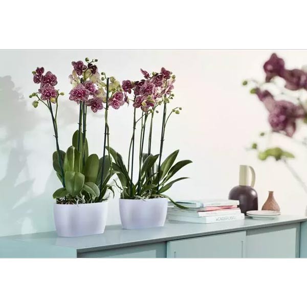Elho Brussels Orchid Duo Transparent 25cm Flower Pot 3 Elho Brussels Orchid Duo Transparent 25cm Flower Pot - Image 3