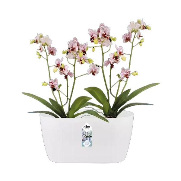 Elho Brussels Orchid Duo White 25cm Flower Pot 2 Elho Brussels Orchid Duo White 25cm Flower Pot - Image 2