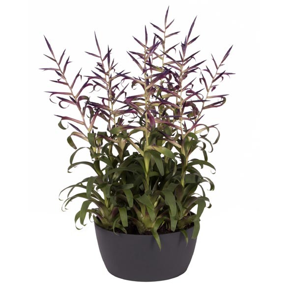 Elho Brussels Bowl Anthracite 23cm Flower Pot 2 Elho Brussels Bowl Anthracite 23cm Flower Pot - Image 2