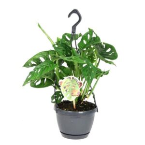 Monkey Mask 15cm Hanging Pot (Monstera obliqua)