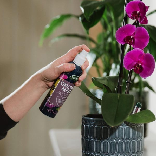 Westland Orchid Mist 250ml 2 Westland Orchid Mist 250ml - Image 2