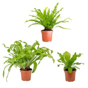 The Horti House Ferns Mixed (Asplenium) 12cm