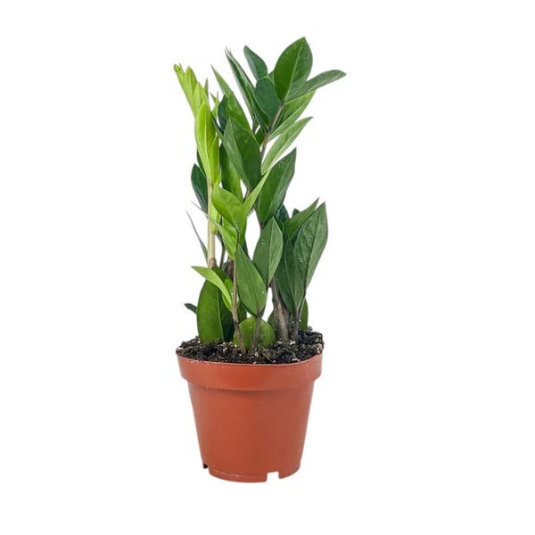 The Horti House Zamioculcas Zamiifolia 12cm 1 The Horti House Zamioculcas Zamiifolia 12cm