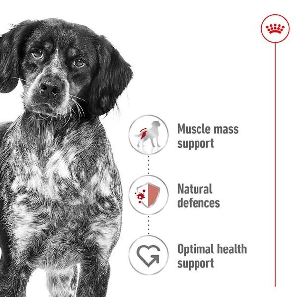Royal Canin Medium Adult 3kg 2 Royal Canin Medium Adult 3kg - Image 2