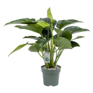 Philodendron Green Beauty Hydro-Pot 27cm