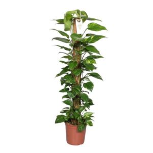 Golden Pothos (Epipremnum aureum) with Moss Pole 24cm Pot