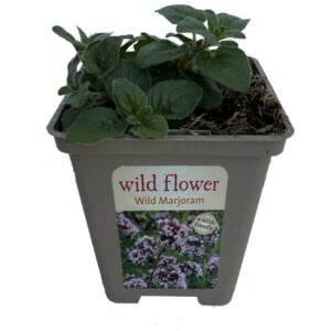 Marjoram Wild (Origanum Vulgar) 9Cm Pot