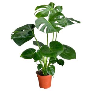 Monstera Deliciosa 17cm Pot