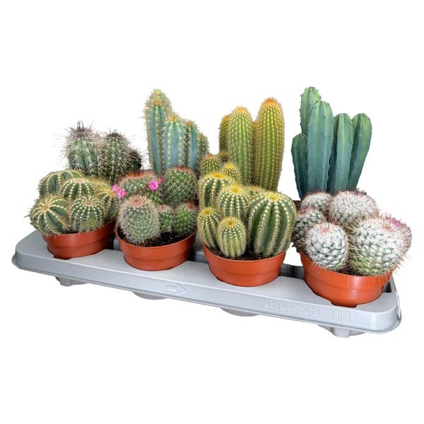 Cacti Cereus & Bolcactus Mix 12cm Pot 1 Cacti Cereus & Bolcactus Mix 12cm Pot