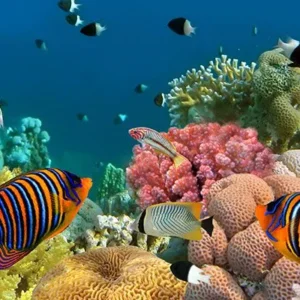 Marine Aquatics