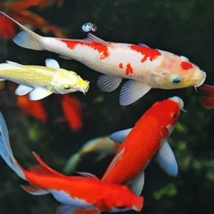 Outdoor Aquatics