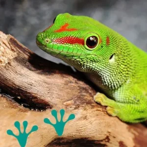 Reptile